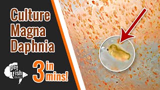 How to culture DAPHNIA MAGNA  The easy way [upl. by Ffilc563]