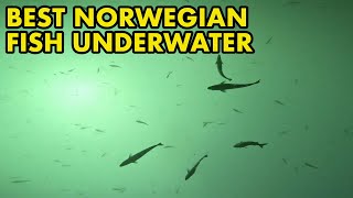 NORWAY UNDERWATER FISH SANDLAND BRYGGE [upl. by Ayk]