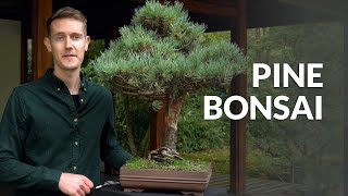 Pine Bonsai trees Pinus [upl. by Ennayr]