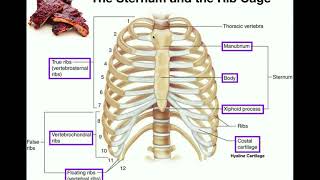 Anatomy  The Sternum Rib Cage amp Vertebrae [upl. by Naamana]