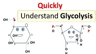 glycolysis [upl. by Norah]