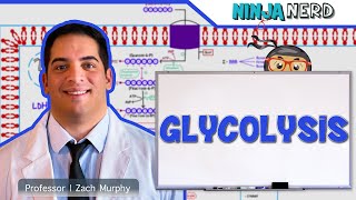 Metabolism  Glycolysis [upl. by Ahsinor329]