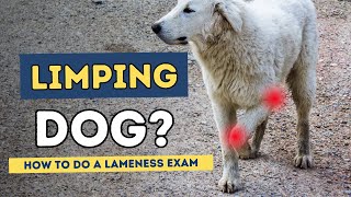 Lame Dog How To Do A Lameness Exam [upl. by Arukas]