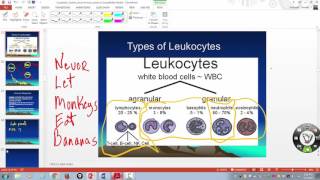 Lab Results Values and Interpretation CBC BMP CMP LFT [upl. by Drahnreb]