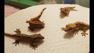 How I Feed My Baby Crested Geckos [upl. by Ahsiki]