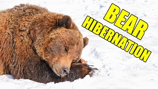 Bear Hibernation – Alaska Bear Hibernation Facts [upl. by Hselin836]