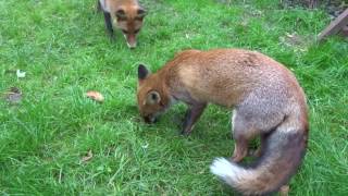 Juvenile Foxes mating [upl. by Arvad]