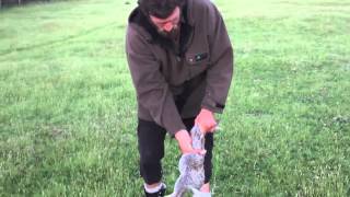 How to Skin and Gut a Rabbit in 10 Seconds Kiwi Bushman Styles [upl. by Atiuqahc]