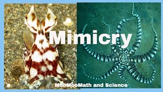 Examples of animal mimicry [upl. by Kciredohr]