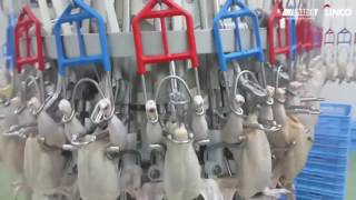 Halal Poultry Processing Plant 2017 [upl. by Nairehs]