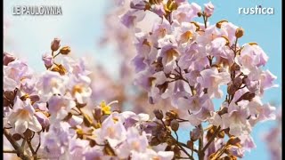 Le paulownia Paulownia tomentosa [upl. by Aneral]