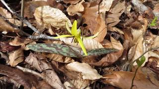 Erythronium video [upl. by Brigg]