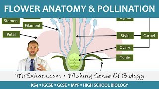 Plant reproduction  Flower anatomy and pollination  GCSE Biology 91 [upl. by Dix532]