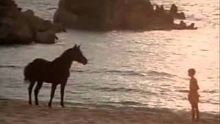 The Black Stallion 01 [upl. by Earahc]