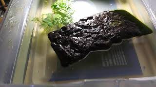 Chelodina parkeri Parkers snake necked turtle tank setup [upl. by Derian]