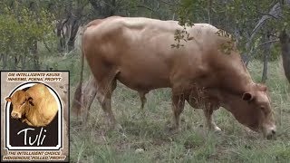 Tuli Cattle  The Extremely Profitable Choice [upl. by Hayidan]