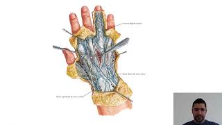 DORSO DA MÃO  Anatomia Teórica [upl. by Ferullo]