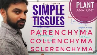 Parenchyma Collenchyma and Sclerenchyma  Simple tissues  Plant Anatomy  V Senthilnathan [upl. by Alegnad]