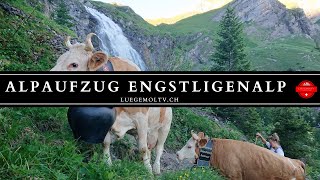 Alpaufzug Engstligenalp  Berner Oberland  Schweiz  LuegemolTV [upl. by Akceber]