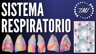 Anatomía y Fisiología Respiratoria Explicado Claramente [upl. by Aicenet]