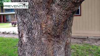 Formosan Termites In Tree [upl. by Teferi]