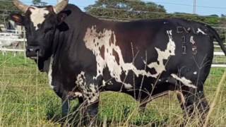 AMATHOLE NGUNI BREEDERS SALE 27 MAY 17 [upl. by Eilla]