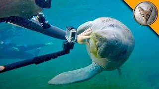 Manatees LOVE Video Cameras [upl. by Adiell]