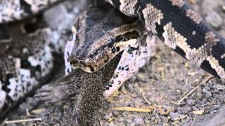 Python eating Mongoose in Botswana [upl. by Marijane725]