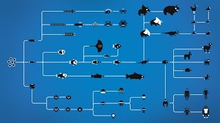 How Evolution works [upl. by Hasty]