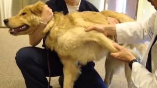 Dog With Shoulder Fracture  Stretching [upl. by Sible]