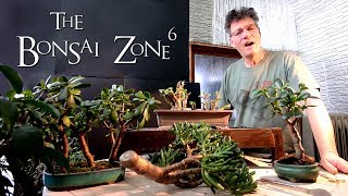 Creating Jade Bonsai Part 1 The Bonsai Zone Feb 2019 [upl. by Dianemarie]