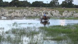 Filme  PANTANAL [upl. by Colburn828]