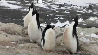 Adélie Penguins amp Jean Pennycook in Antarctica [upl. by Liakim314]