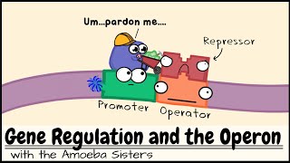 Gene Regulation and the Operon [upl. by Ogirdor]