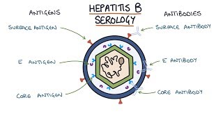 Viral Hepatitis B and D [upl. by Dorise106]