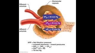 Glomerular Filtration System Urinary [upl. by Kruse]