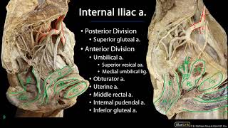 Pelvic Vasculature M1 Perineum SDV [upl. by Cavuoto]