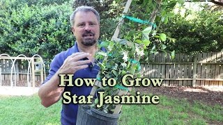 How to grow Star Jasmine Confederate Jasmine with a detailed description [upl. by Adnaugal]