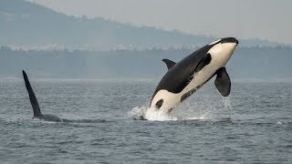 Saving the Orcas Special Report [upl. by Giovanna37]