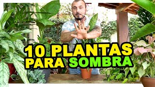 10 PLANTAS PARA SOMBRA [upl. by Gentes66]