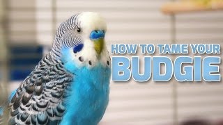 How to Tame Your Budgies  Parakeets [upl. by Nyleek902]