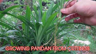 How to Grow Pandan Plant from Cutting at Home [upl. by Gotthard998]