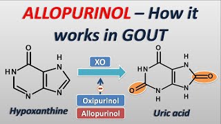 Allopurinol  How it works in treatment of GOUT [upl. by Dre]