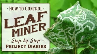 ★ How to Control Leaf Miner A Complete Step by Step Guide [upl. by Nerrawed]