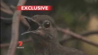 This Bird can copy the sound of everybody including Human  LyreBird [upl. by Iny]