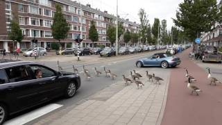 Canada Goose traffic jam [upl. by Launam]