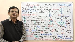 Diabetes Mellitus Part10 Mechanism of Action of Sulfonylurease  Antidiabetic Drugs  Diabetes [upl. by Yolanthe537]