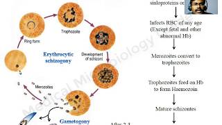 Plasmodium falciparum lecture [upl. by Hait]