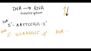 Complementary base pairing [upl. by Akemad]