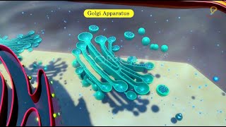 Practicallys Concepts  Golgi Apparatus  LearnPractically [upl. by Niloc709]